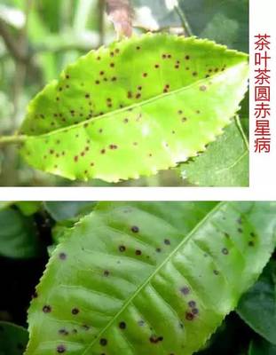 茶叶赤星病
