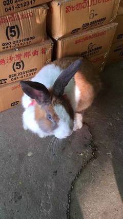 怀孕不能吃兔子吗