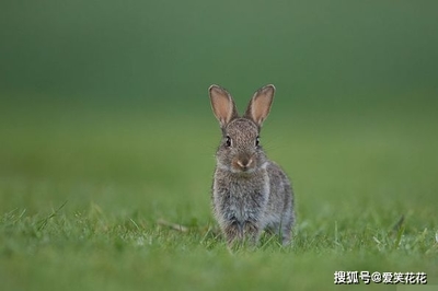 1975年的兔是多少岁了