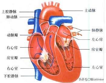 左心脏增大是怎么回事