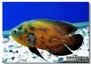 臨河區(qū)金源水族釣具經(jīng)銷部（臨河有水族市場(chǎng)沒(méi)）