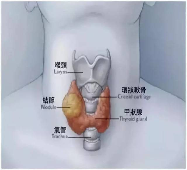 甲状腺