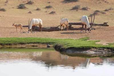 骆驼羚羊骏马是什么动物