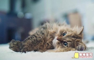 怀孕的猫会吐吗