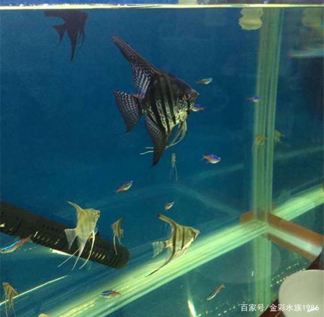 埃及神仙和龙鱼混养的鱼：埃及混养鱼缸注意事项