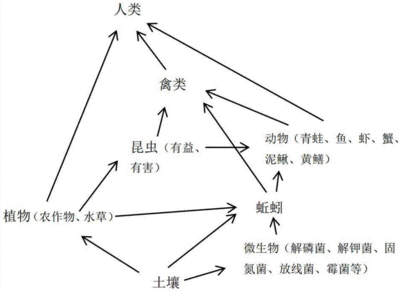 农业生态系统食物链是什么