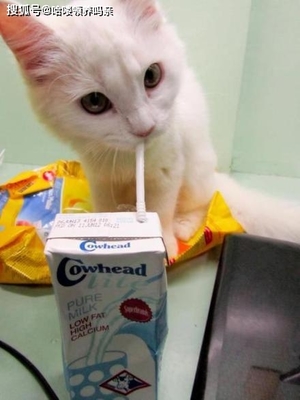 猫可以喝人奶粉吗