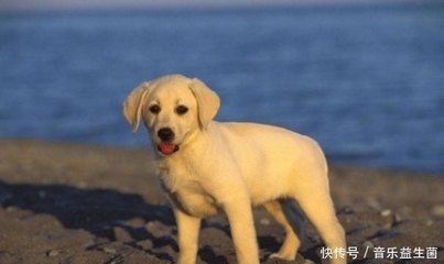 梦见自己养了一条大狗