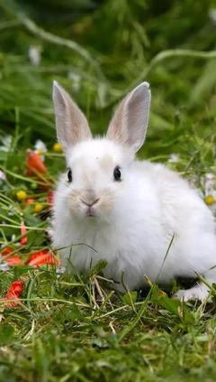 小兔子喂多少兔粮