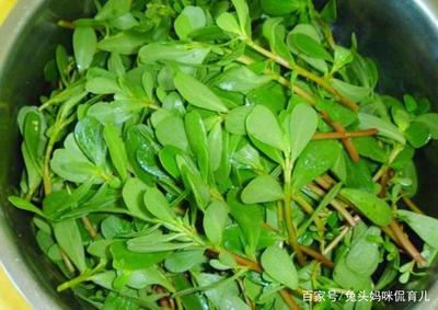 怀孕可以吃马齿苋吗
