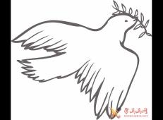 鸽子怎么画美丽