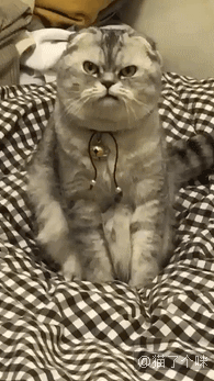 统领动物的是什么神仙,十二生肖天上神仙是什么动物