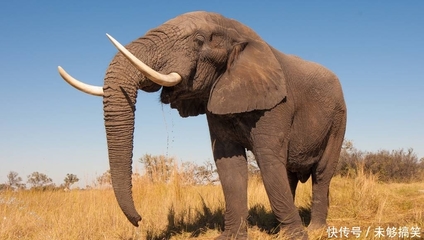 大象为什么听人的指挥