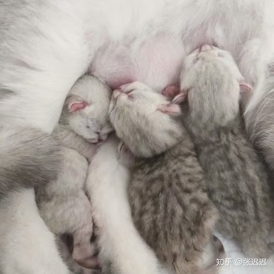 猫咪多大会怀孕