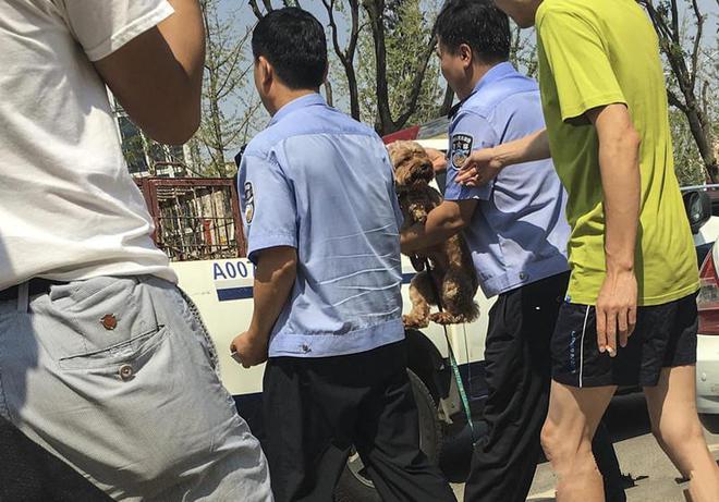 城管抓狗合法吗