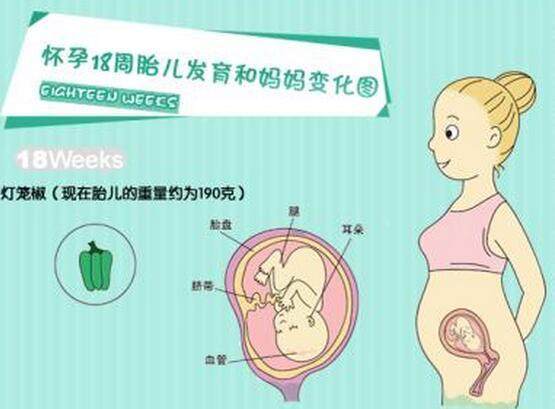 怀孕初期有什么注意事项