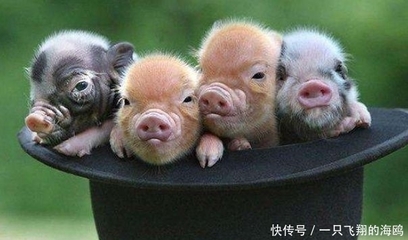 睡肖是什么生肖