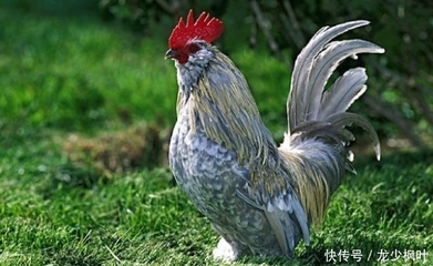 鸡前面是什么生肖