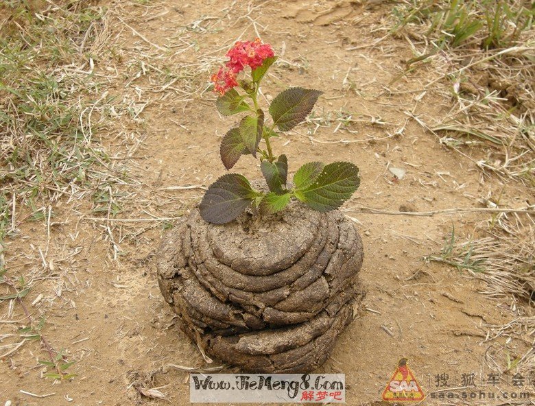 做梦梦到牛粪