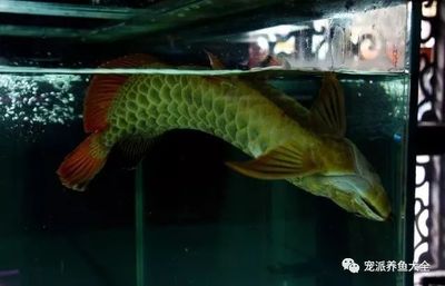 牡丹江市東安區(qū)鵬飛水族總匯（牡丹江水族館）