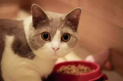 2个月的小猫吃什么