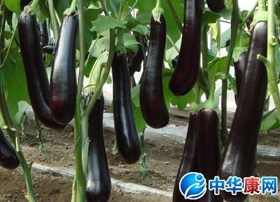 做梦梦到茄子
