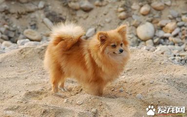 小狗的性格特点