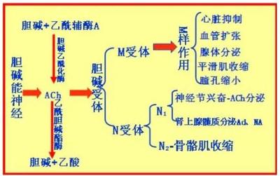 胆碱的功效与作用