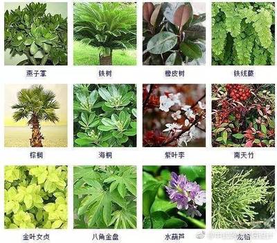 植物名字大全