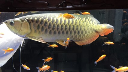 自制簡(jiǎn)易水循環(huán)魚缸圖片(怎么制作簡(jiǎn)易魚缸水循環(huán))