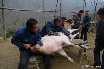 杀猪犯法吗
