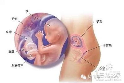 宝宝在肚子里的照片