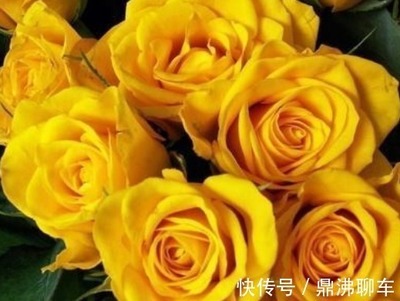 什么生肖吃软不吃硬