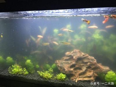 藍鯊適合多大魚缸（藍鯊適合多大魚缸養(yǎng)）