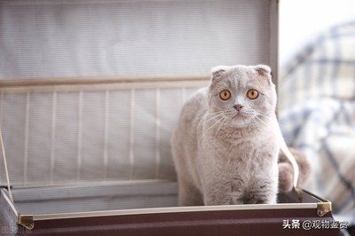 快递可以寄猫吗