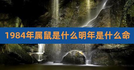 84年鼠什么命