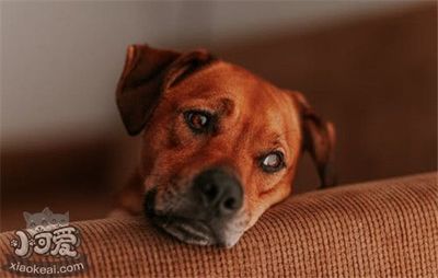 母猫怀孕可以洗澡吗