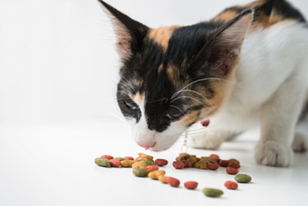 2个月的小猫吃什么