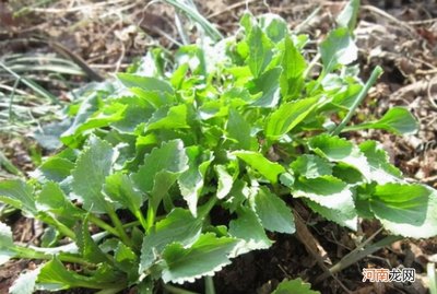 野菜的种类