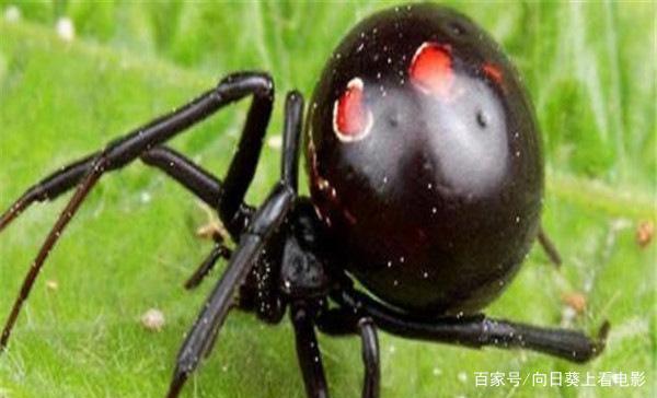 黑寡妇蜘蛛有毒吗