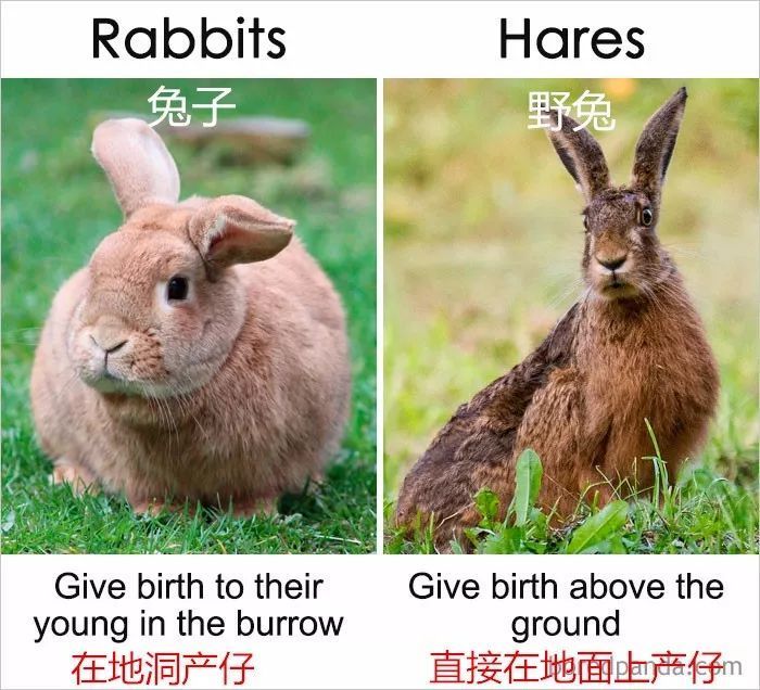 野兔的英文怎么说