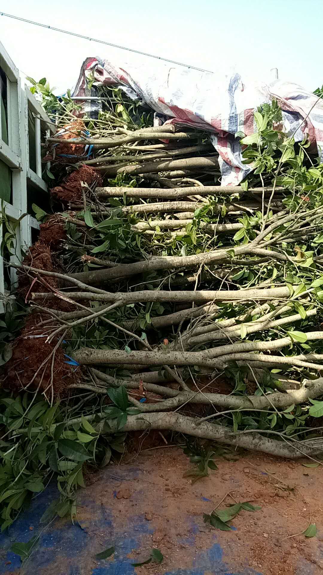 桂花树的赔偿价格表