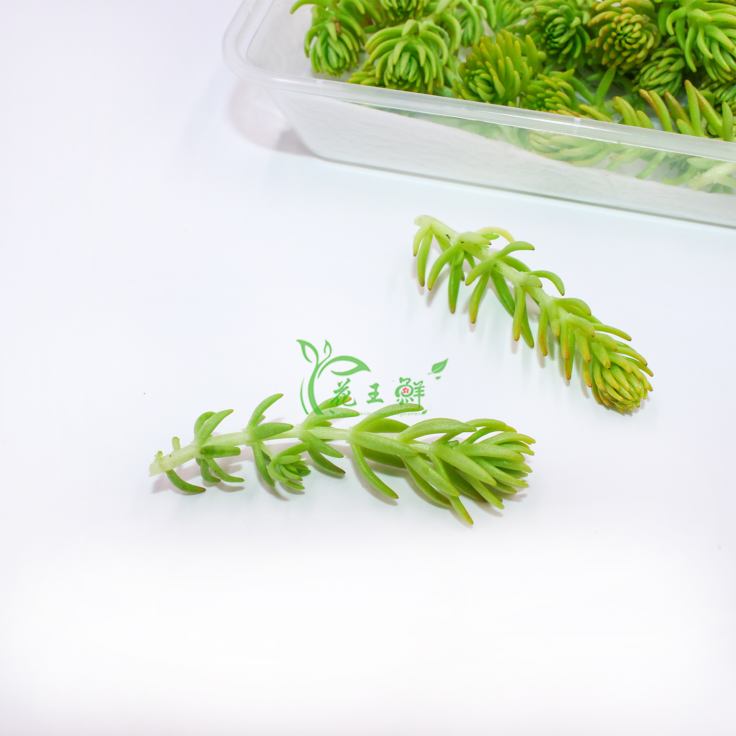 厨房用盘点缀花草