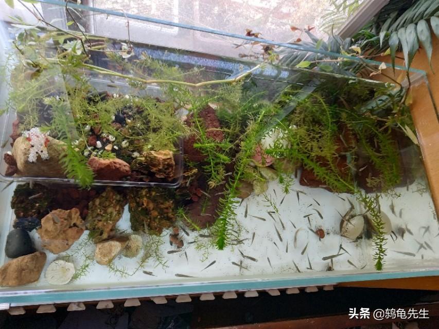 銅仁水族館感謝萬(wàn)鑫水質(zhì)穩(wěn)定劑 蝴蝶鯉魚(yú)苗