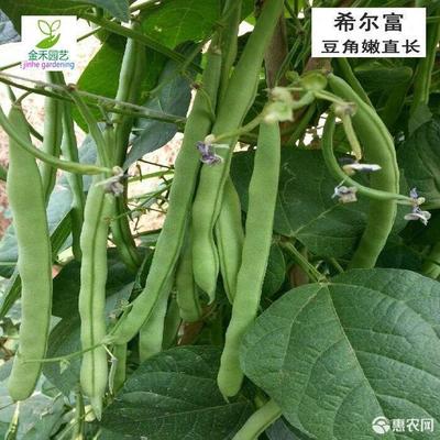 豆角叶有什么功效作用