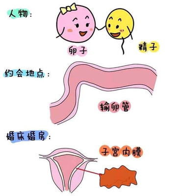 多少精子可以怀孕