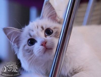 猫咪怀孕注意什么