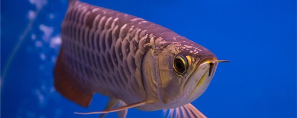 紅龍魚多久喂一次（紅龍魚多久喂一次食）