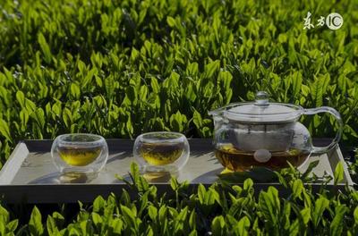 茶叶那种好
