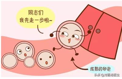 卵泡一个月有几个